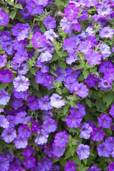 Background from beautiful dark blue flowers