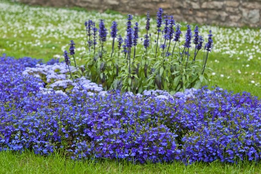 Beautiful bed from dark blue flowers