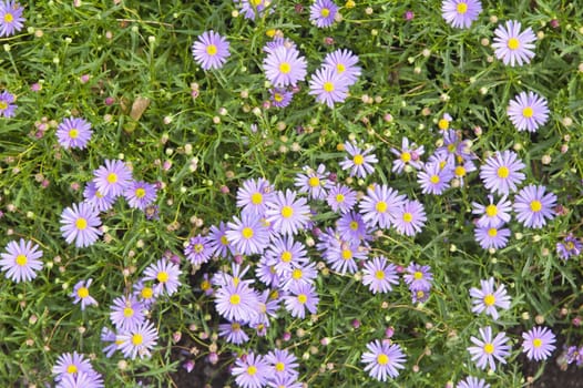 Background from beautiful dark blue flowers