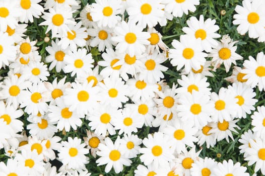 Background from beautiful white camomiles