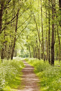 Path in a sunny summer forest