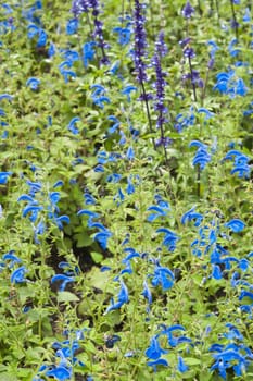 Background from beautiful dark blue flowers