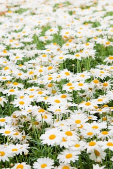 Background from beautiful white camomiles