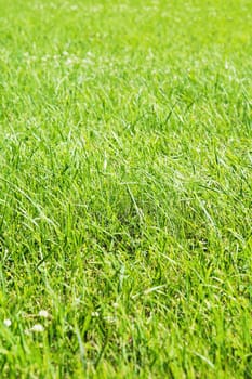 Close-up image of fresh green grass