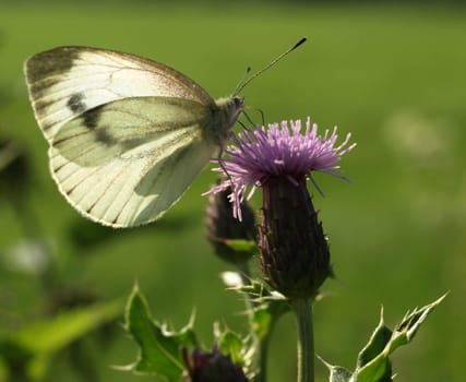Large white