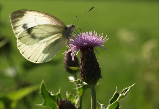 Large white