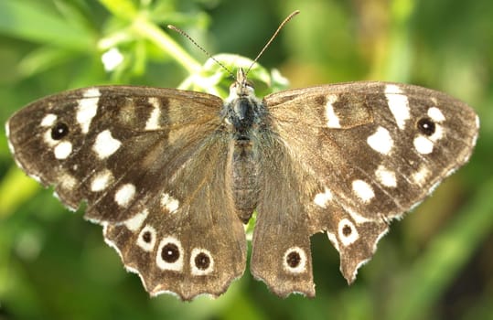 Speckled wood
