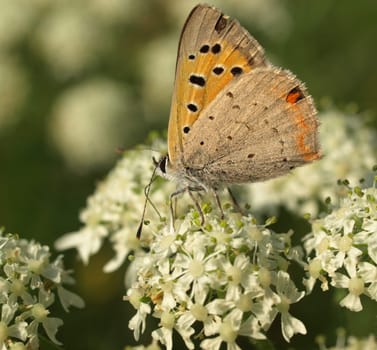 Small copper