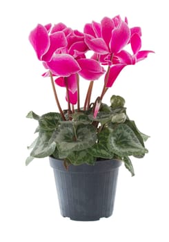 Cyclamen