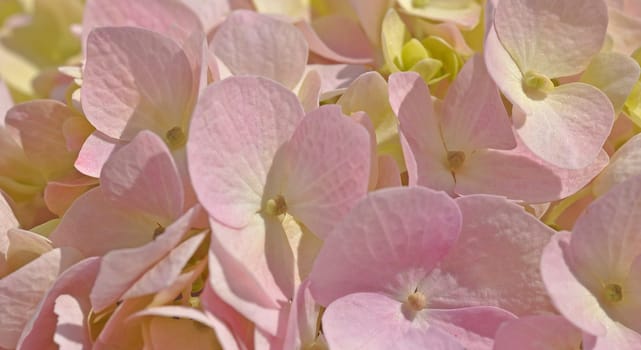 Hydrangea flower
