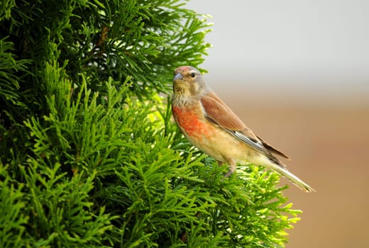 Linnet