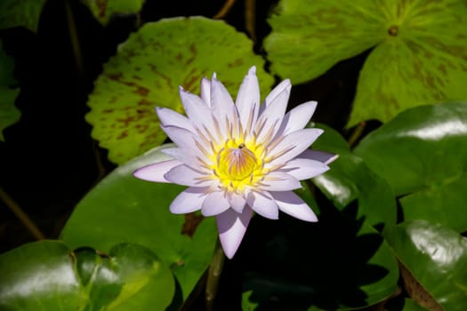 White water lily from above