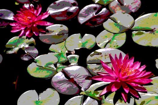 Polarized image of two pink water lilies