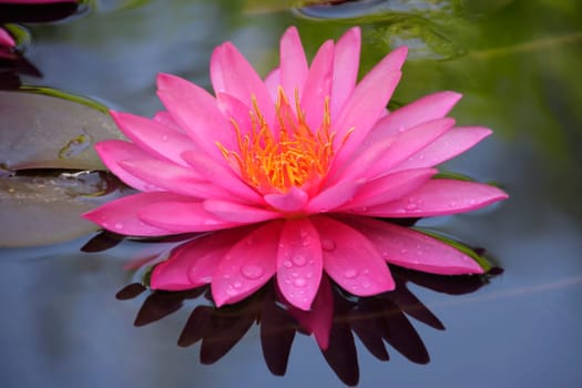 Blooming Pink Water Lily