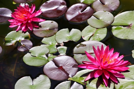 Two blooming water lilies in a pond