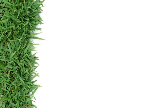 fresh spring green grass isolated on white background