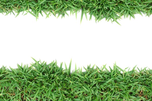 fresh spring green grass isolated on white background