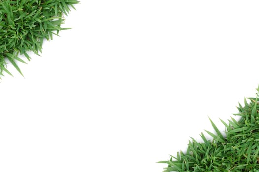 fresh spring green grass isolated on white background