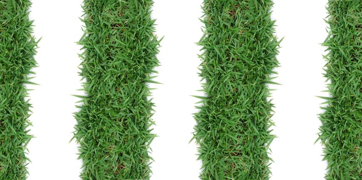 fresh spring green grass isolated on white background