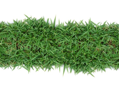 fresh spring green grass isolated on white background