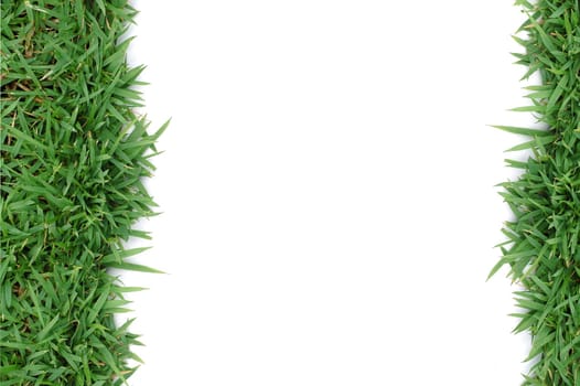 fresh spring green grass isolated on white background