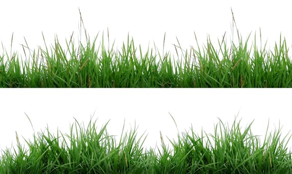 fresh spring green grass isolated on white background
