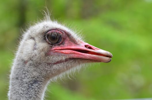 The head of an ostrich
