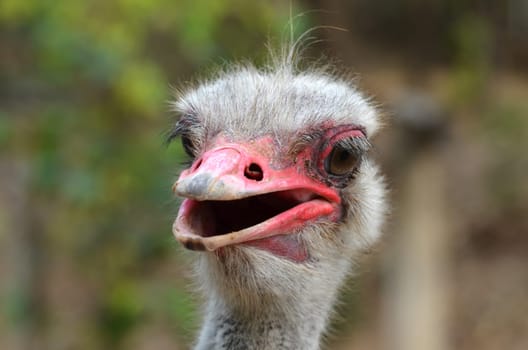 The head of an ostrich