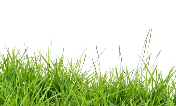fresh spring green grass isolated on white background