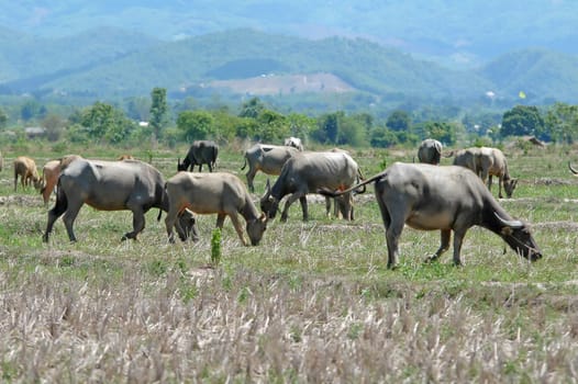 water buffalo