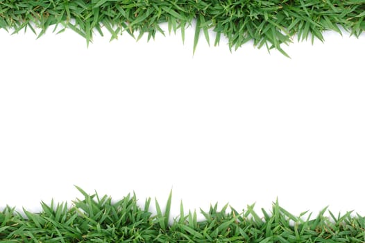 fresh spring green grass isolated on white background