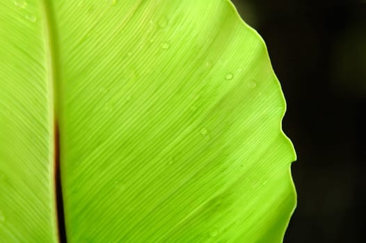 fern leaf