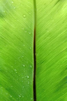 fern leaf