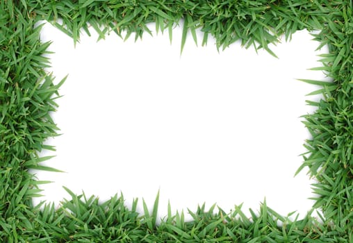 fresh spring green grass isolated on white background