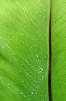 fern leaf