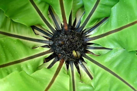 fern leaf