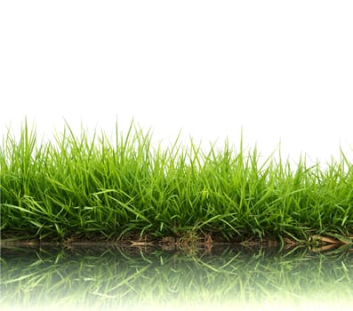 fresh spring green grass isolated on white background