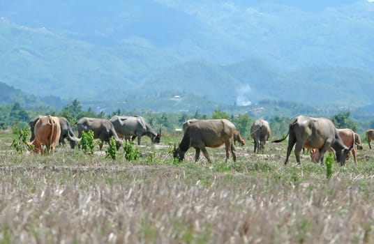water buffalo
