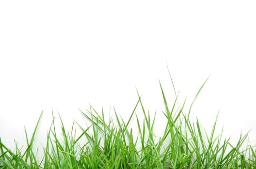 fresh spring green grass isolated on white background