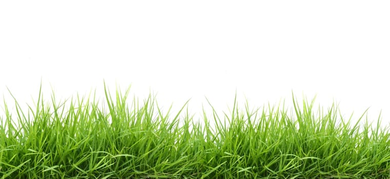 fresh spring green grass isolated on white background