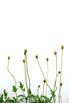 fresh spring green grass isolated on white background