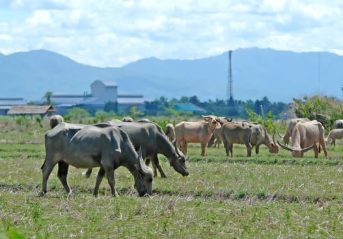 water buffalo
