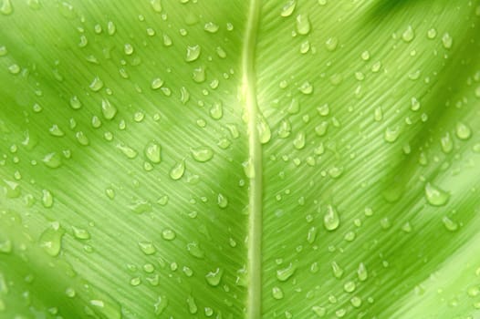 fern leaf