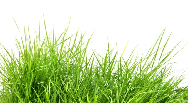 fresh spring green grass isolated on white background