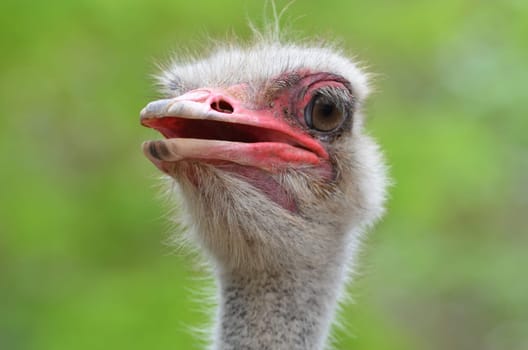 The head of an ostrich