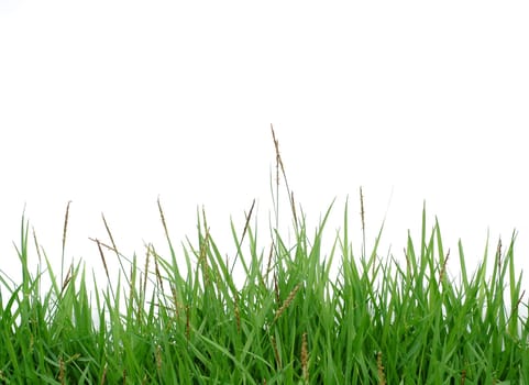 fresh spring green grass isolated on white background