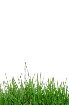 fresh spring green grass isolated on white background