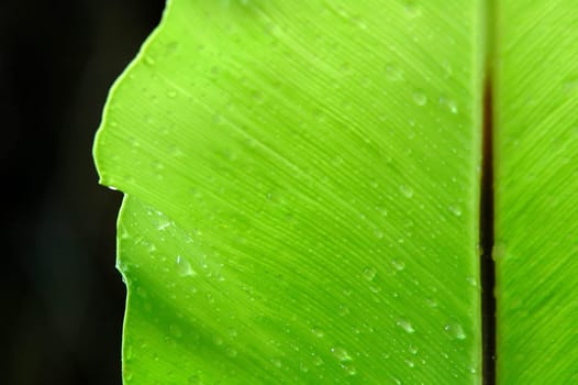 fern leaf