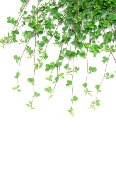 fresh spring green grass isolated on white background