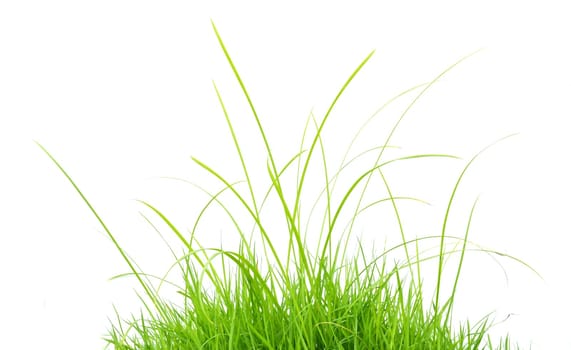 fresh spring green grass isolated on white background